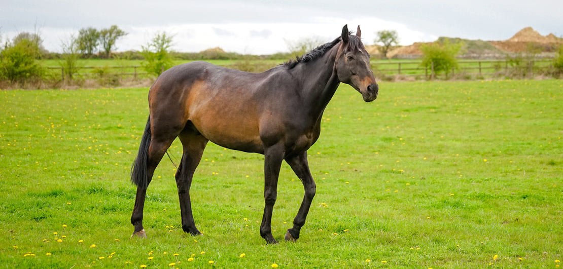 horse cremation services 